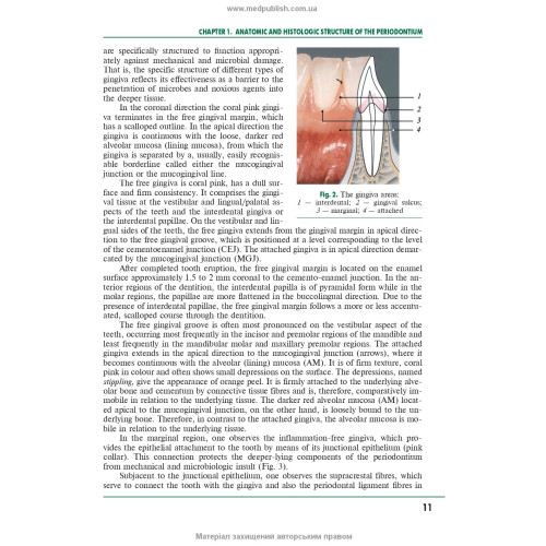 Periodontal and Oral Mucosa Diseases: in 2 volumes. — Volume 2: textbook (IV a. l.) / A.V. Borysenko, L.V. Lynovytska, О.F. Nesyn et al.; edited by A.V. Borysenko